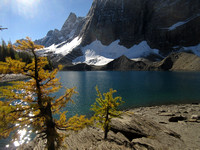 larches in the morning light at Floe Lake