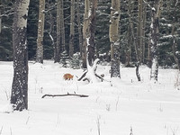 a red fox is hunting in the meadow