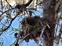 birds nest from last season