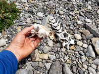 Clayton found this fox skull and bones