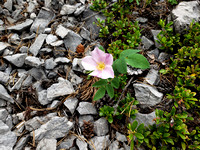 our provincial flower - the wild rose