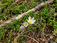 the first pasqueflower of the season