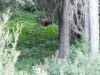 grizzly bear looking at us
