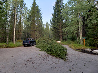 I think this tree just fell a matter of hours ago - buddy's truck almost got smoked!  Note the scattered pine cones.