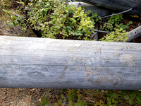 a bear pushed itself up and over this log - note the claw marks and paw prints