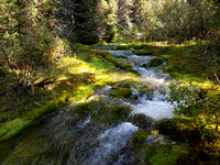 a moss river