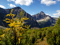 larches are just starting to change