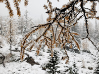 snowy larches