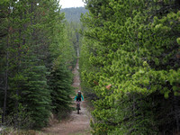 riding a long narrow section through pine forest