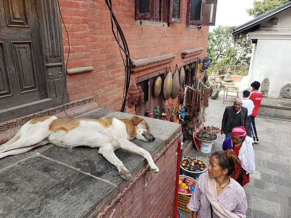stray dogs are abundant in Kathmandu