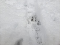I came across wolf tracks