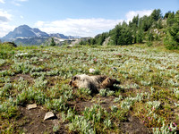 a busy marmot hardly paid any attention to us