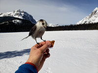 Canada Jay's are curious and bold