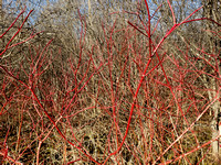 red osier dogwood I think