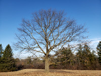 a stately oak tree