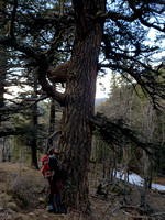 Davis stands by a mammoth tree
